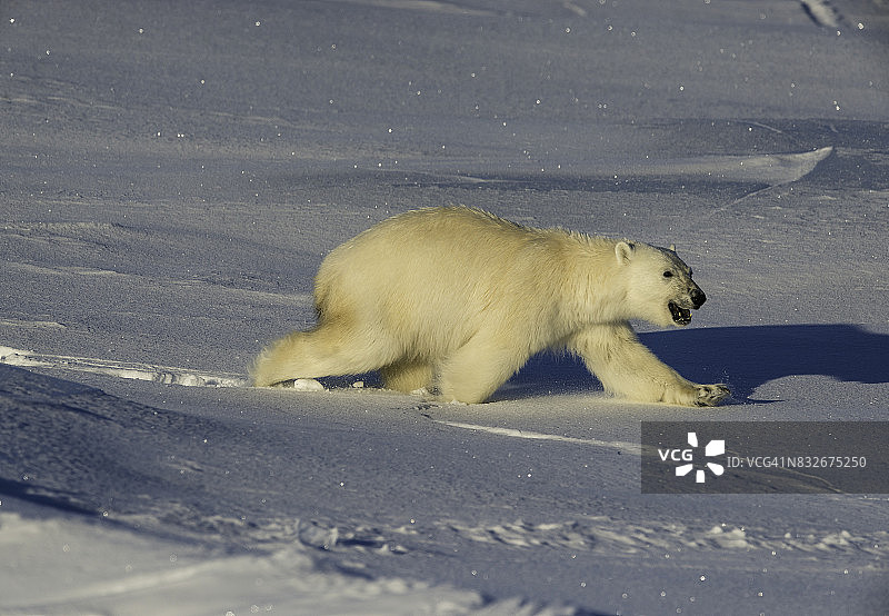 雄性北极熊穿过加拿大巴芬岛北部海军部海湾冰雪覆盖的冰冻水域图片素材