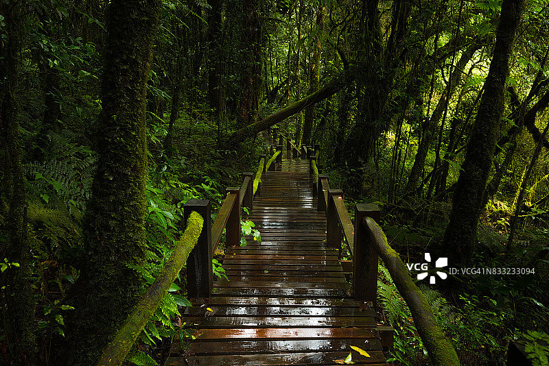 泰国茵他侬国家公园Ang Ka自然步道的雨林图片素材