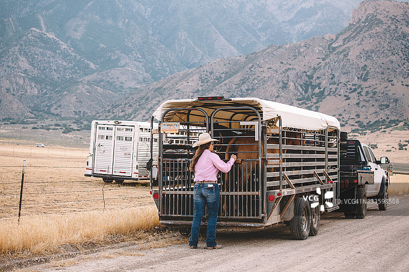 从拖车上卸马图片素材
