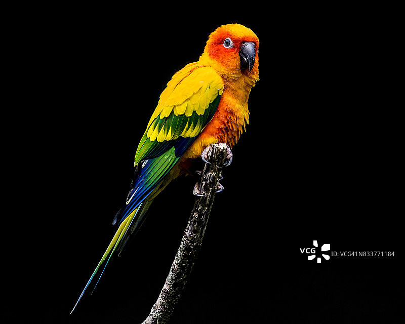 太阳锥尾鹦哥图片素材