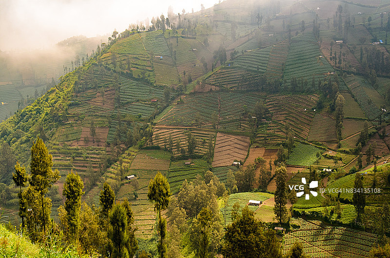 印度尼西亚东爪哇山区农业图片素材