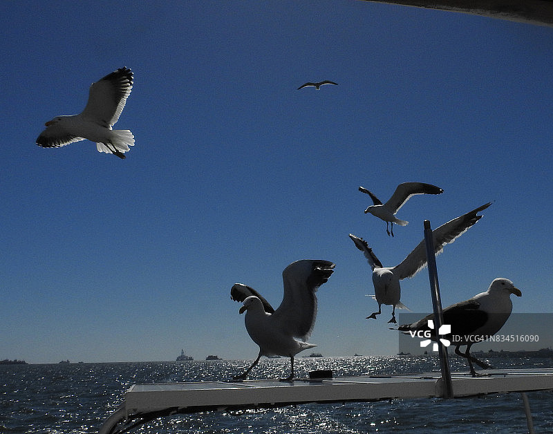 沃尔维斯湾的黑背海鸥图片素材