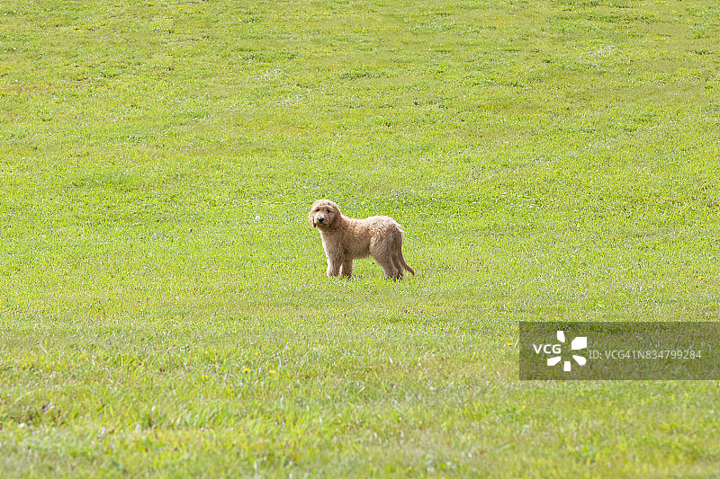 站在草地上的金毛贵宾犬幼犬图片素材