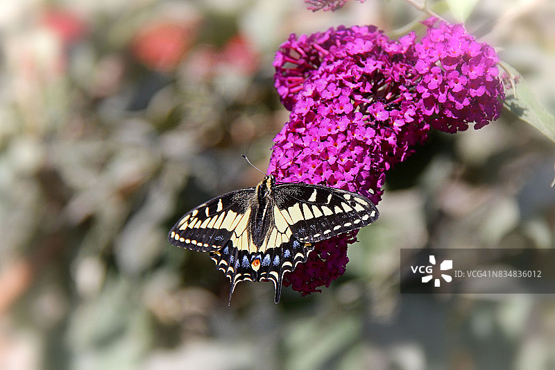 燕尾凤蝶图片素材