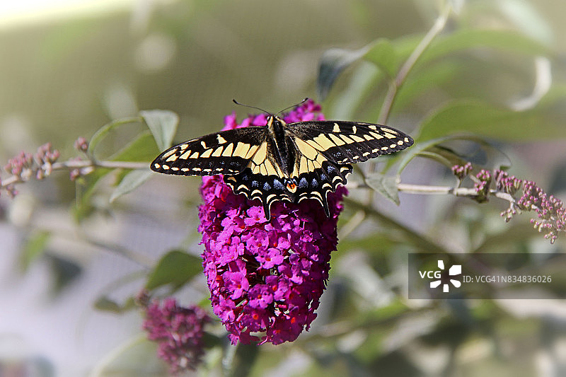 燕尾凤蝶图片素材