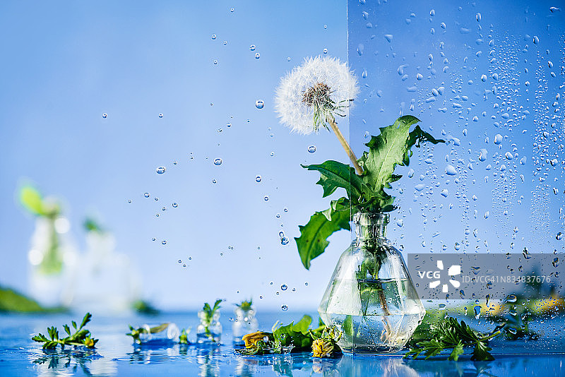 蒲公英水滴瓶静物图片素材