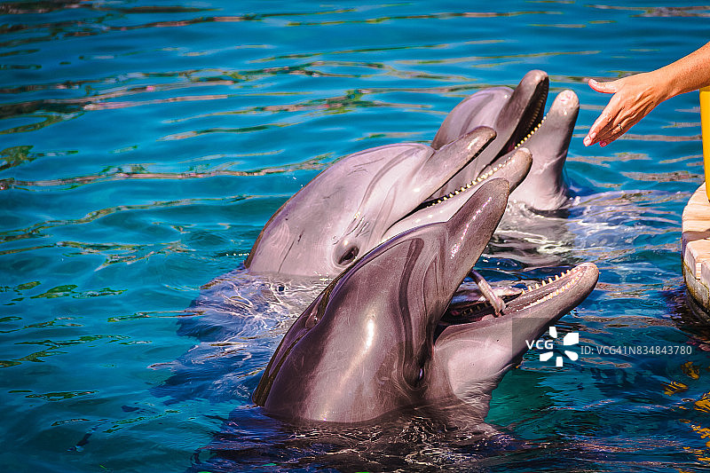 在红海喂海豚图片素材