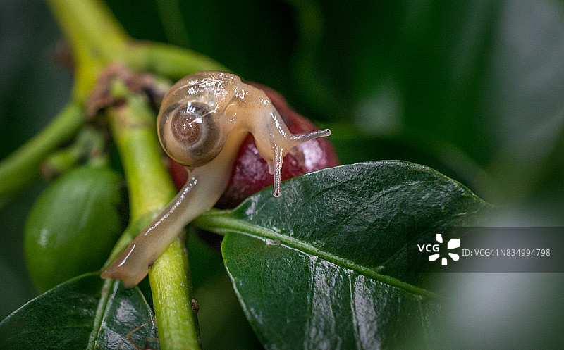 咖啡树上的蜗牛特写图片素材