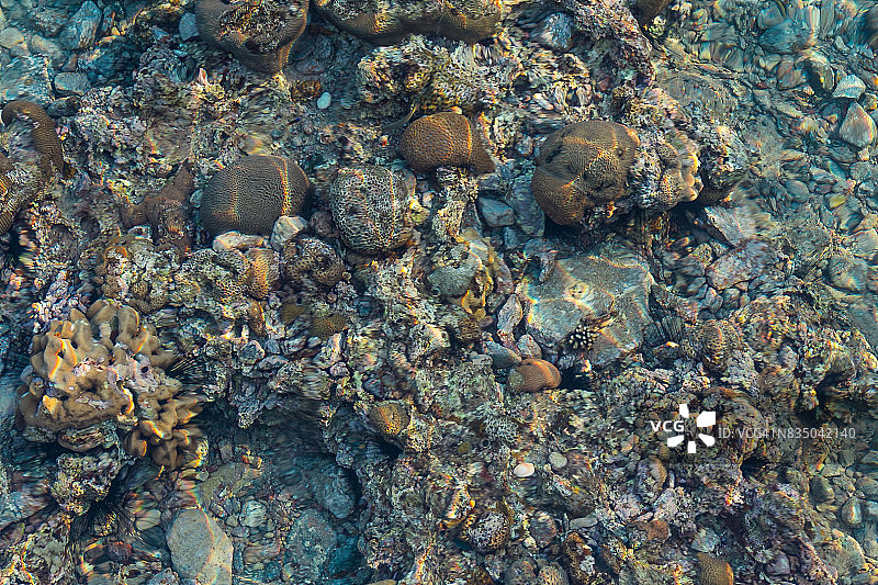 水下珊瑚图片素材