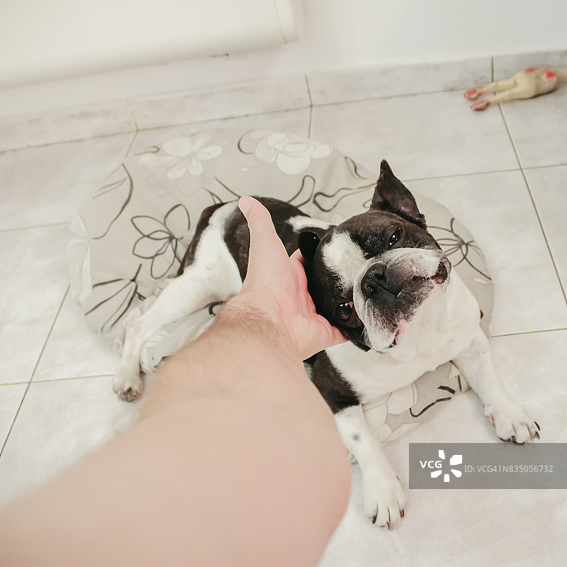 抚摸法国斗牛犬的个人视角图片素材