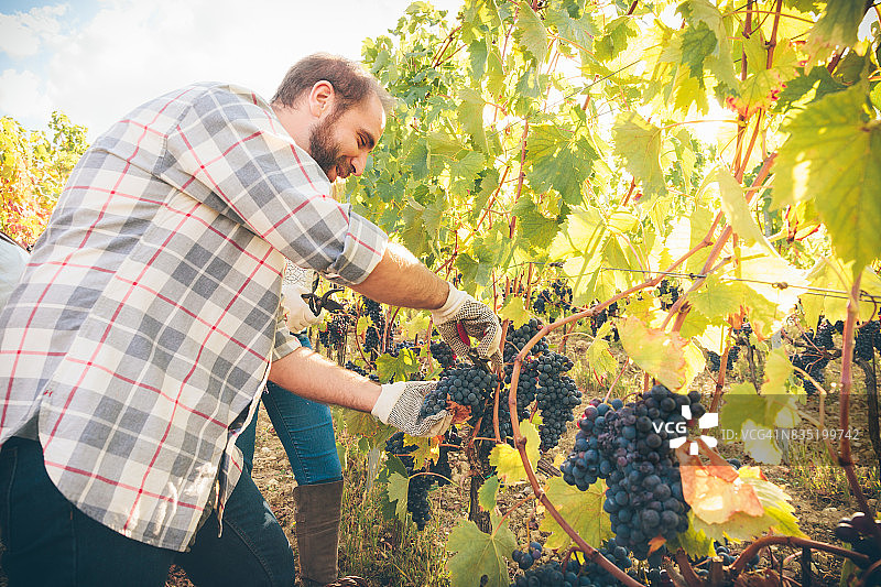 采摘葡萄图片素材