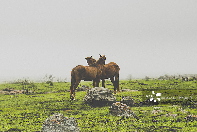 南非普马兰加省东北部乡村的野马图片素材