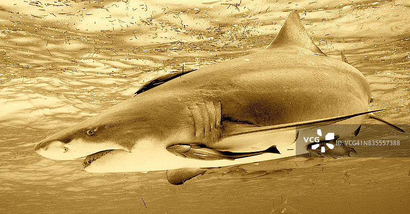 棕褐色的柠檬鲨和鮣鱼图片素材