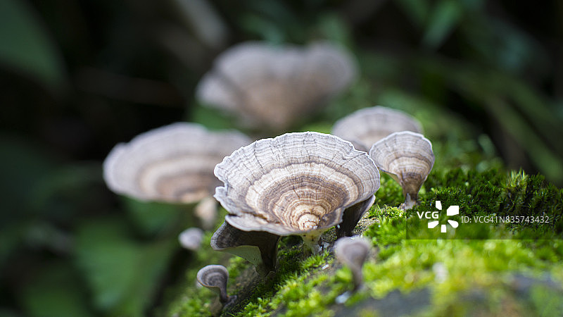 哥斯达黎加雨林中的美丽蘑菇图片素材