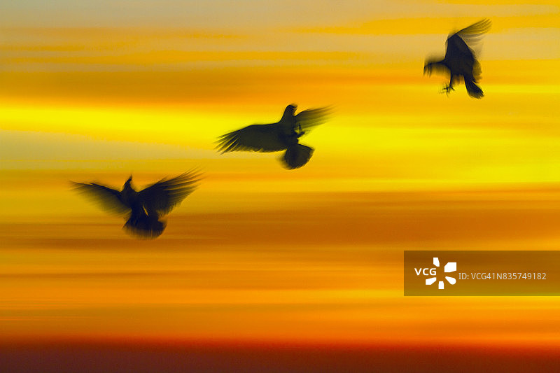 愤怒的小鸟多重曝光图片素材