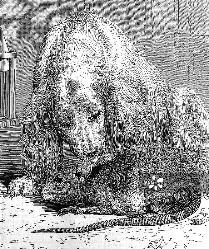 狗狗舔老鼠图片素材