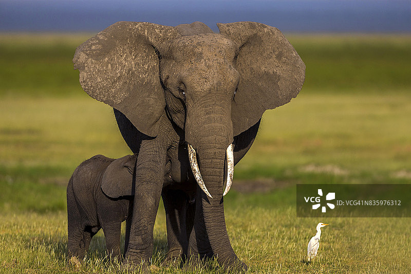 小象和妈妈一起玩耍图片素材