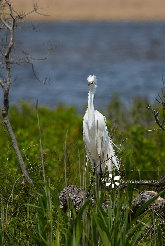 糟糕的发型图片素材