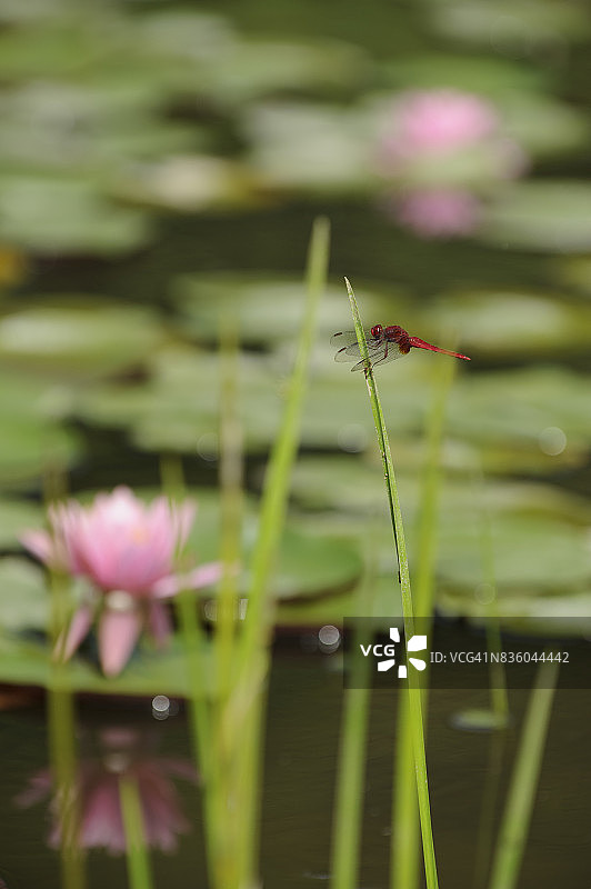 红色的蜻蜓图片素材