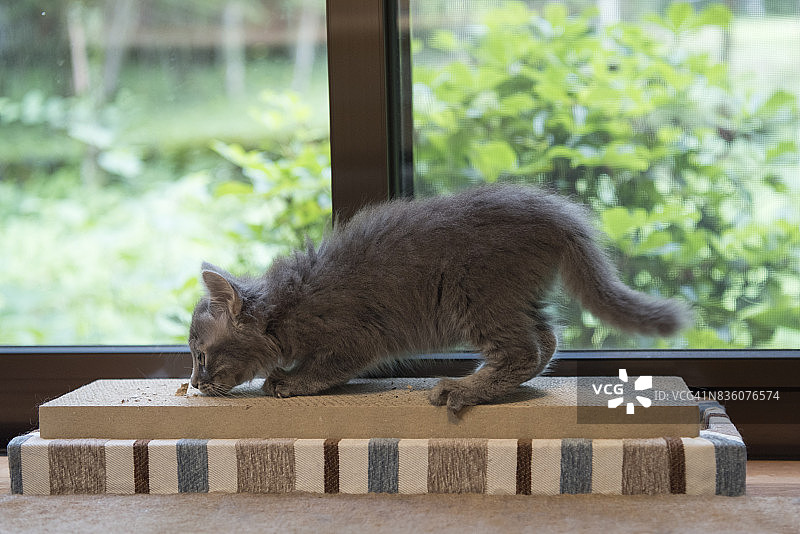 银色小猫磨爪子图片素材