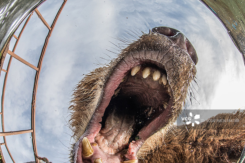 水下棕熊特写图片素材
