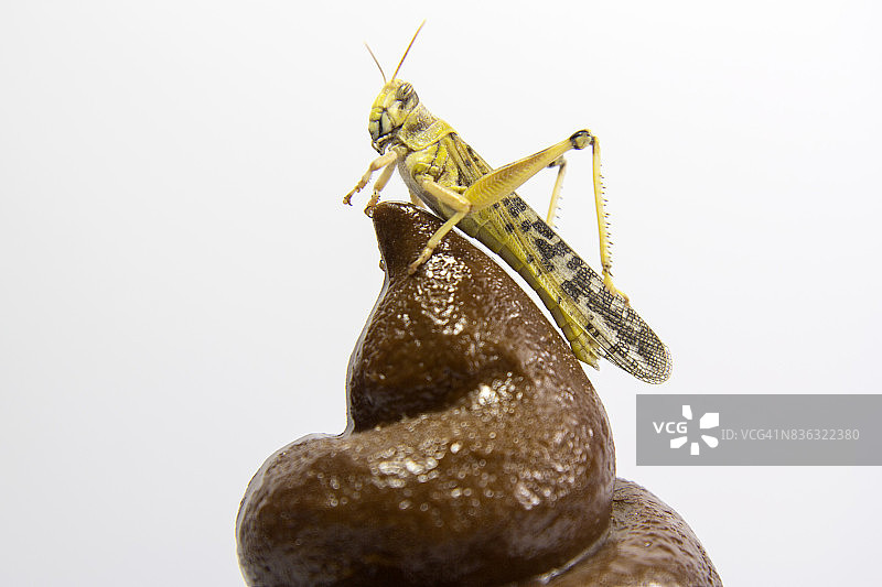 粪便上的昆虫图片素材