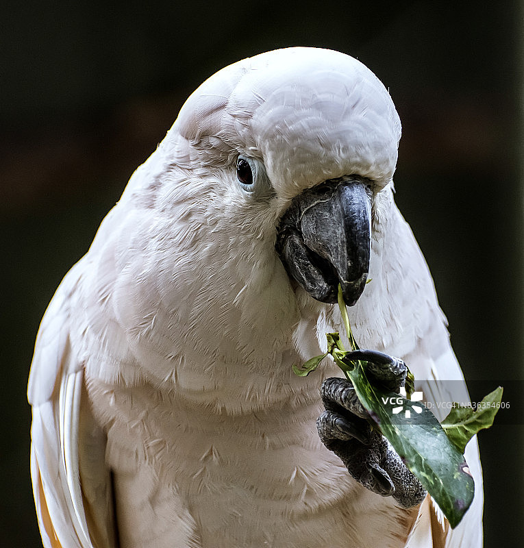 凤头鹦鹉图片素材