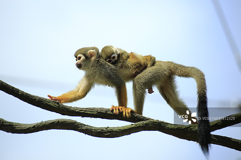 松鼠猴母子图片素材