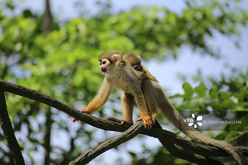 松鼠猴母子图片素材