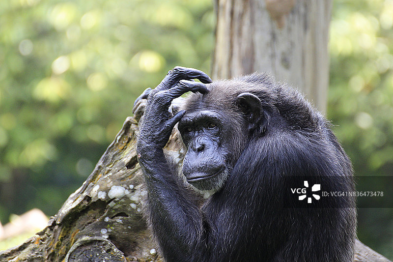 黑猩猩的自然瞬间图片素材
