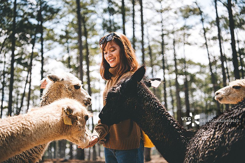 年轻女人喂骆驼图片素材