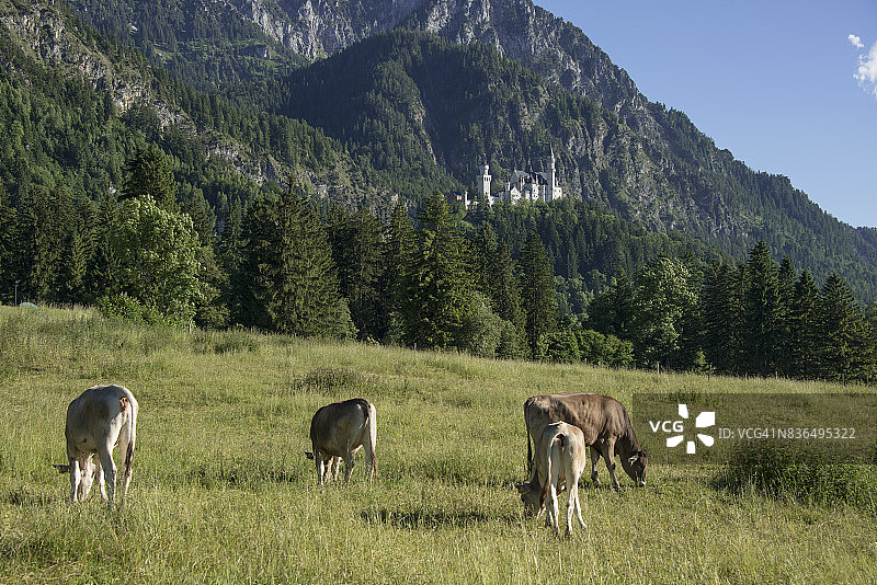 德国巴伐利亚新天鹅堡图片素材