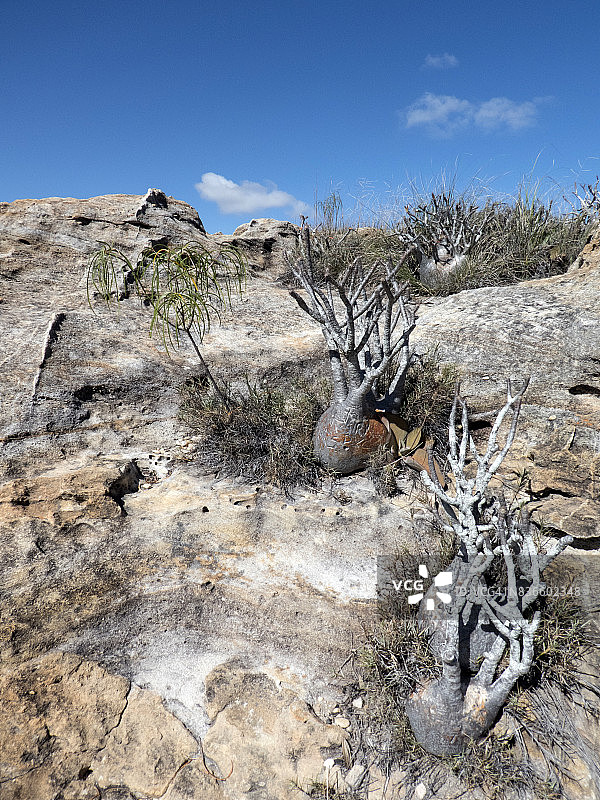 象足漆树，Isalo国家公园，马达加斯加图片素材