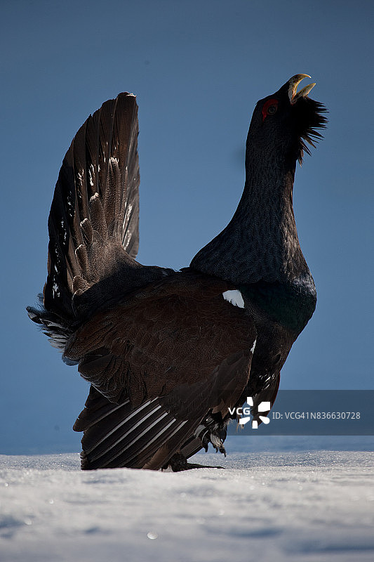 松鸡的交配炫耀图片素材