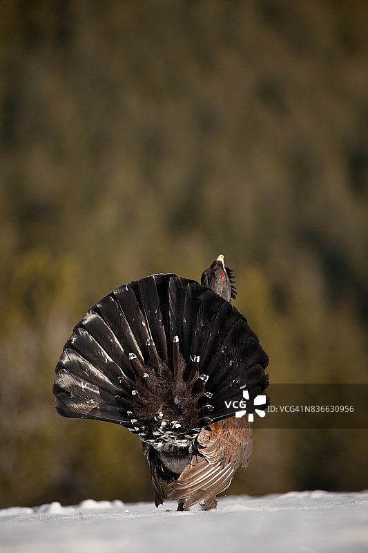 松鸡的交配炫耀图片素材