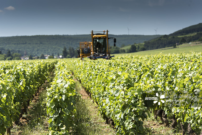 佩尔南-韦尔热莱斯村庄葡萄酒园图片素材
