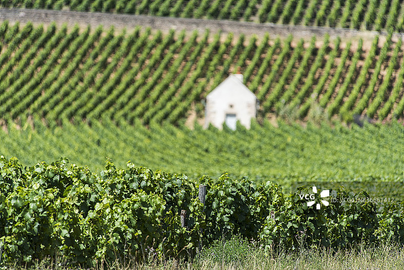 阿洛斯-科尔登特级葡萄园图片素材