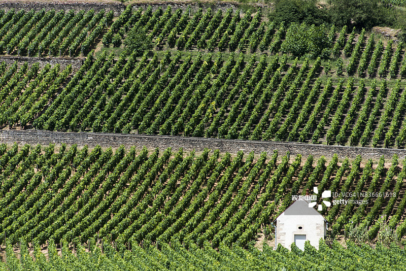 阿洛斯-科尔登特级葡萄园图片素材