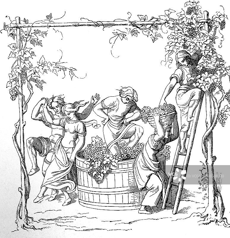 葡萄收获图片素材
