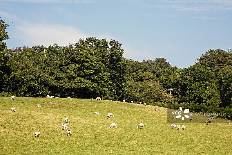 英国威尔士北部乡村景色，山坡上有一群绵羊图片素材
