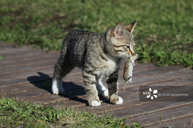 小猫和老鼠图片素材