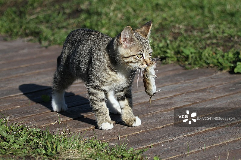 小猫和老鼠图片素材