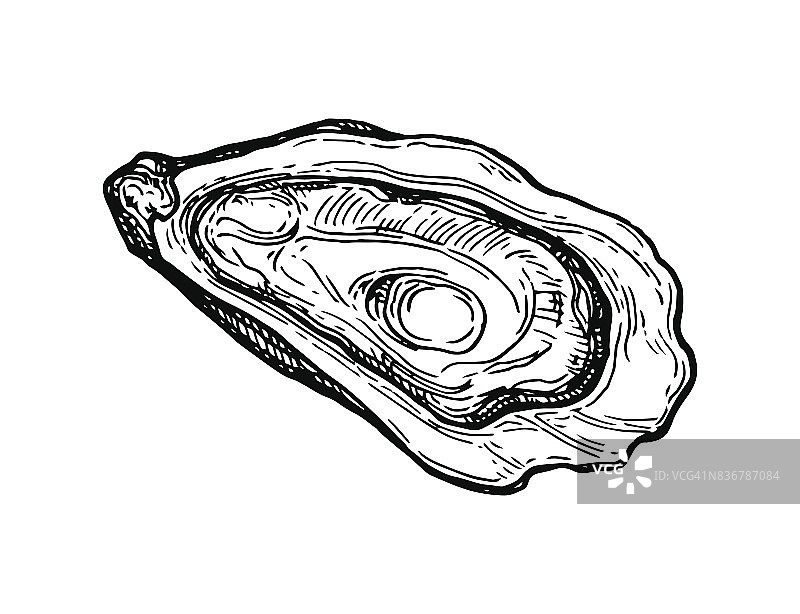 牡蛎墨水速写图片素材