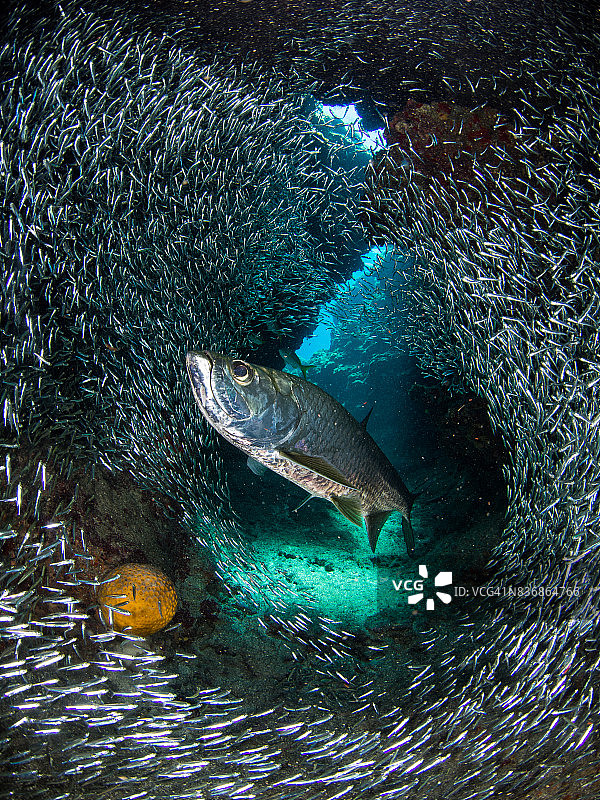 银色海鲢图片素材