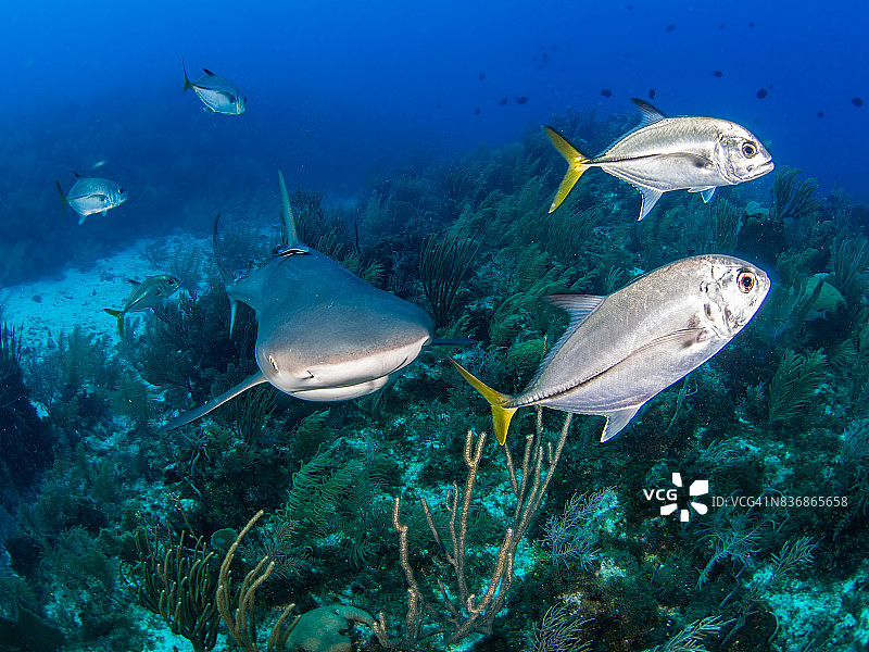 与鲹鱼同游的礁鲨图片素材