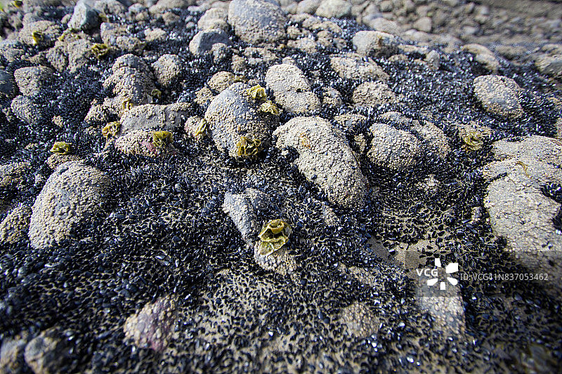 新西兰奥克兰地区贝瑟尔斯海滩（特亨加）图片素材