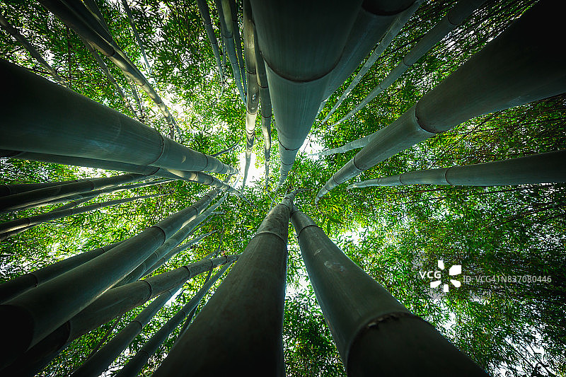 亚洲白天的竹林图片素材
