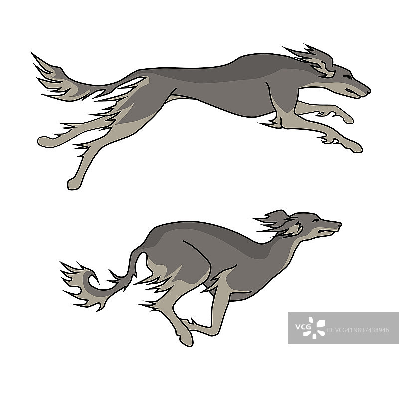 萨路基犬奔跑姿势图片素材