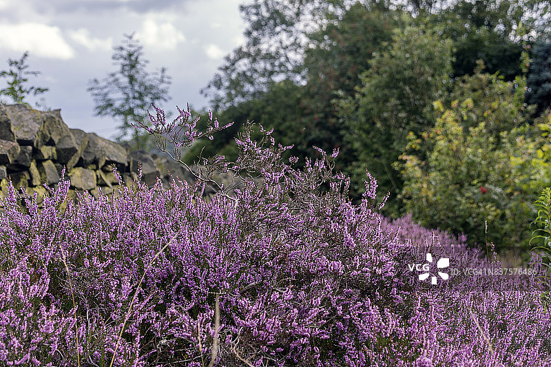 格罗顿劳顿褶皱的石南花图片素材
