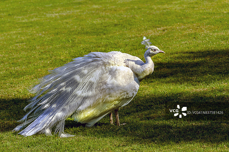 贝拉岛上的白色孔雀图片素材